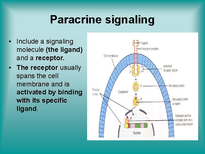 Paracrine signaling • Include a signaling molecule (the ligand) and a receptor. • The