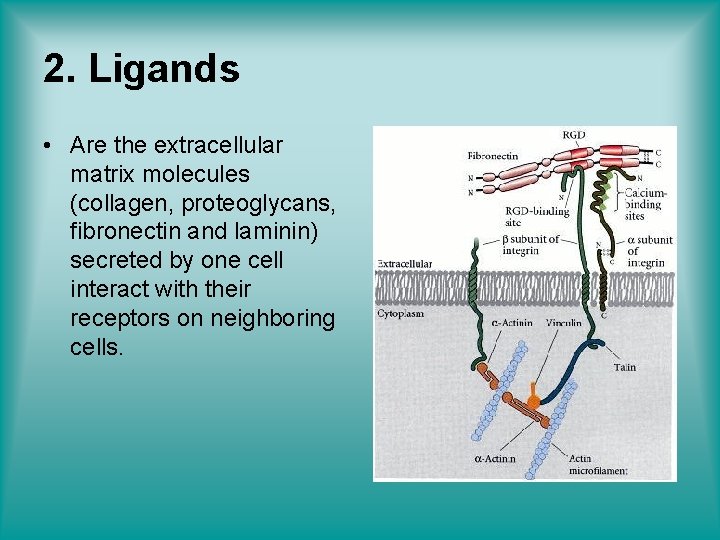 2. Ligands • Are the extracellular matrix molecules (collagen, proteoglycans, fibronectin and laminin) secreted