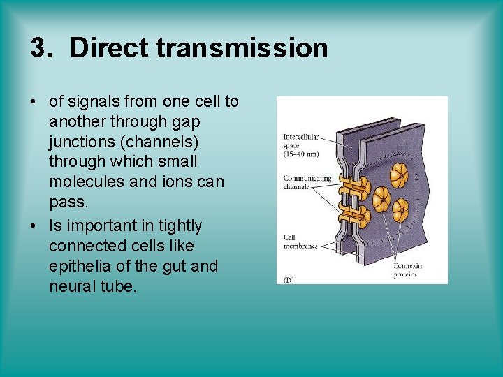 3. Direct transmission • of signals from one cell to another through gap junctions