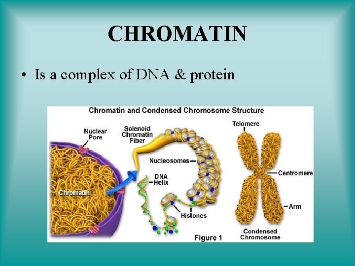 CHROMATIN • Is a complex of DNA & protein 