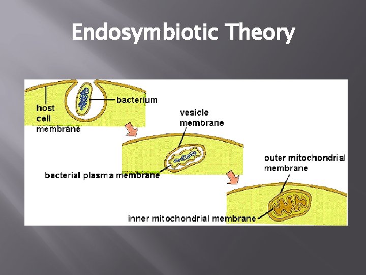 Endosymbiotic Theory 