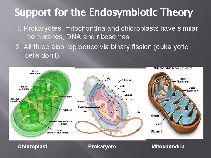 Support for the Endosymbiotic Theory 1. Prokaryotes, mitochondria and chloroplasts have similar membranes, DNA