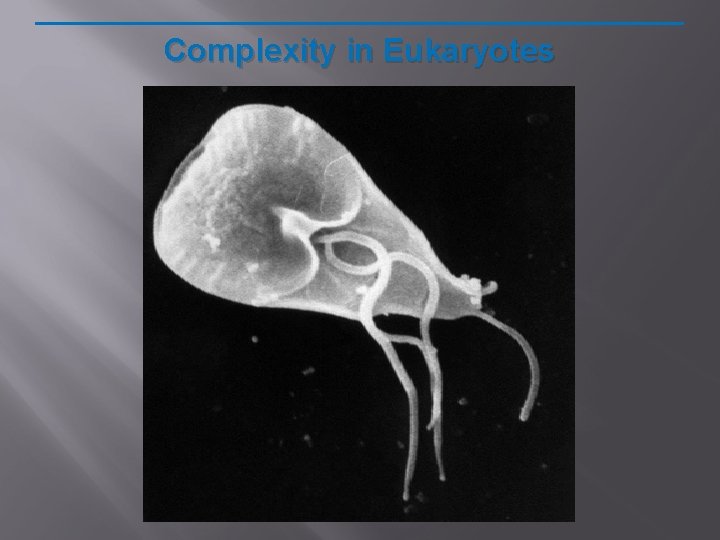 Complexity in Eukaryotes 