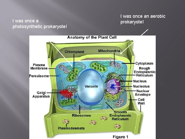I was once a photosynthetic prokaryote! I was once an aerobic prokaryote! 