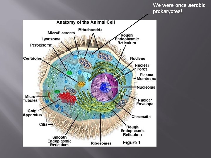 We were once aerobic prokaryotes! 