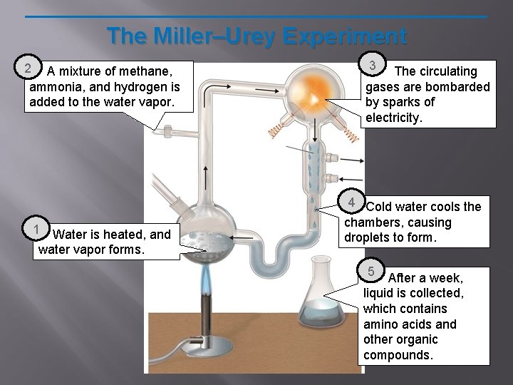 The Miller–Urey Experiment 2 A mixture of methane, ammonia, and hydrogen is added to