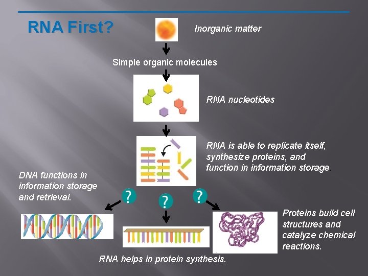 RNA First? Inorganic matter Simple organic molecules RNA nucleotides DNA functions in information storage