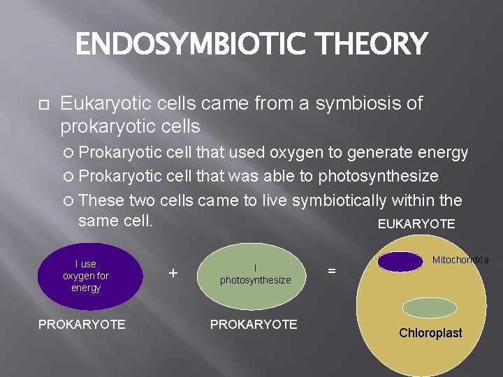 ENDOSYMBIOTIC THEORY Eukaryotic cells came from a symbiosis of prokaryotic cells Prokaryotic cell that