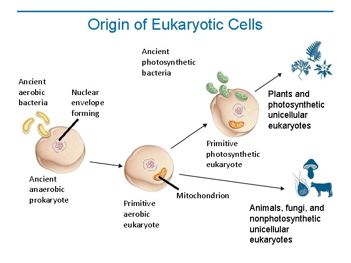 Origin of Eukaryotic Cells Ancient aerobic bacteria Ancient photosynthetic bacteria Nuclear envelope forming Plants