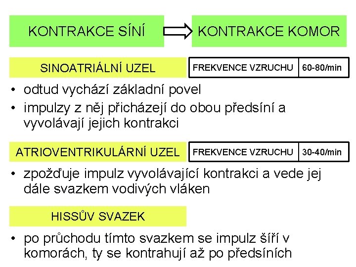 KONTRAKCE SÍNÍ SINOATRIÁLNÍ UZEL KONTRAKCE KOMOR FREKVENCE VZRUCHU 60 -80/min • odtud vychází základní