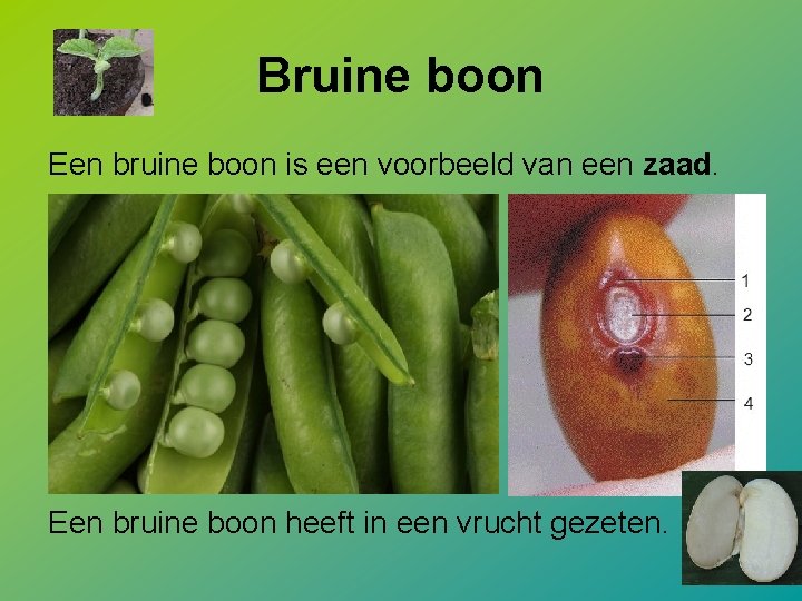 Bruine boon Een bruine boon is een voorbeeld van een zaad. Een bruine boon