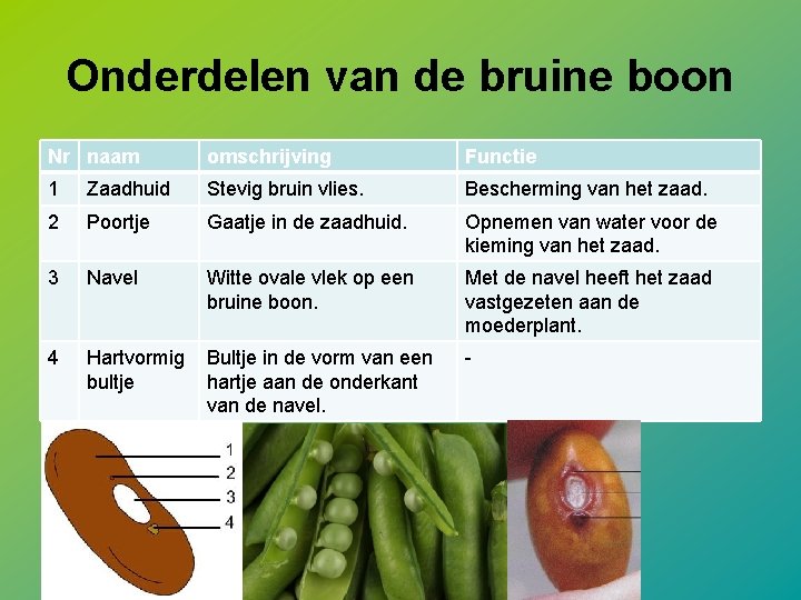 Onderdelen van de bruine boon Nr naam omschrijving Functie 1 Zaadhuid Stevig bruin vlies.