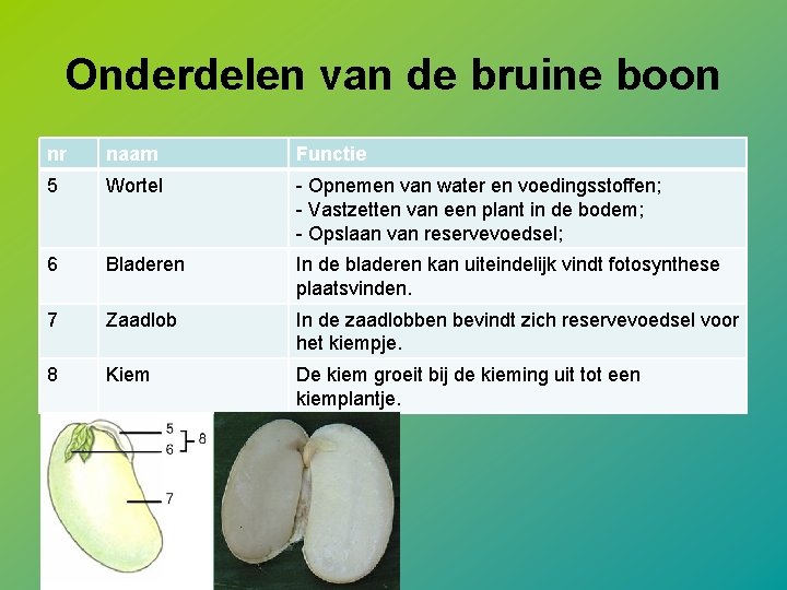 Onderdelen van de bruine boon nr naam Functie 5 Wortel - Opnemen van water