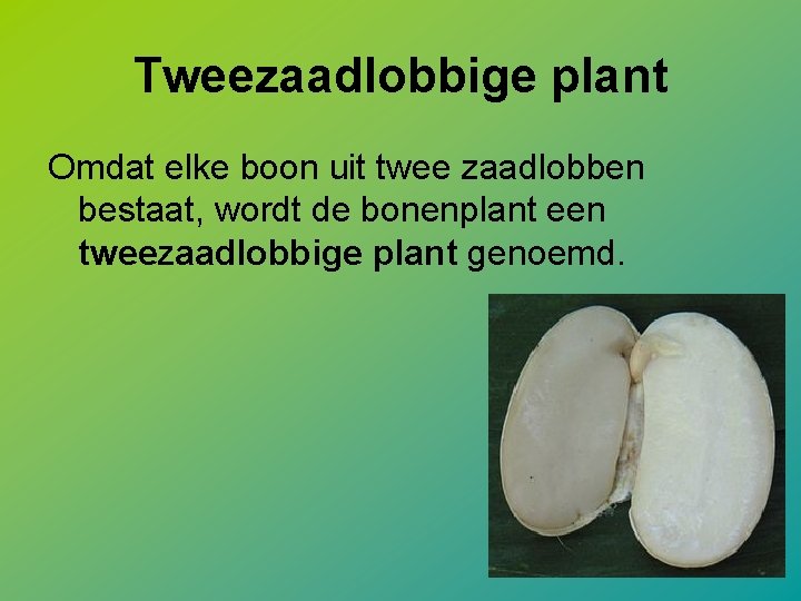 Tweezaadlobbige plant Omdat elke boon uit twee zaadlobben bestaat, wordt de bonenplant een tweezaadlobbige