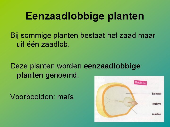 Eenzaadlobbige planten Bij sommige planten bestaat het zaad maar uit één zaadlob. Deze planten