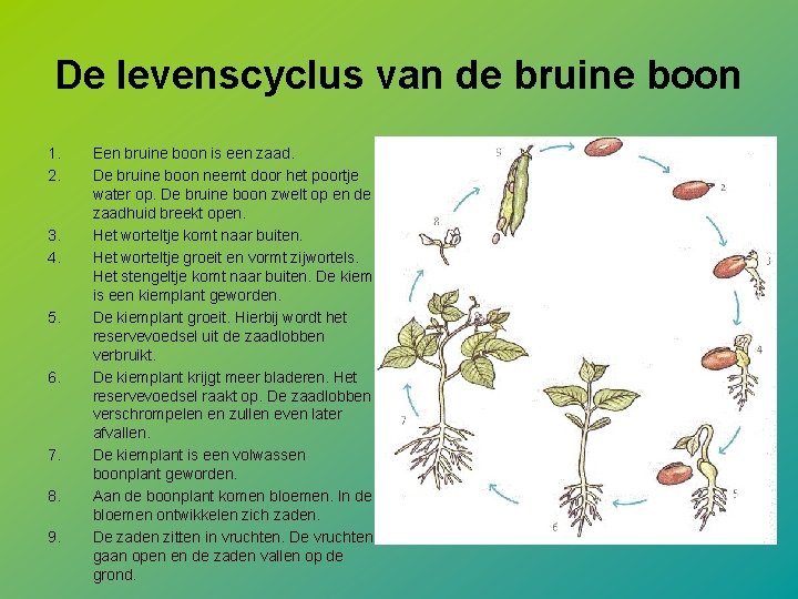 De levenscyclus van de bruine boon 1. 2. 3. 4. 5. 6. 7. 8.