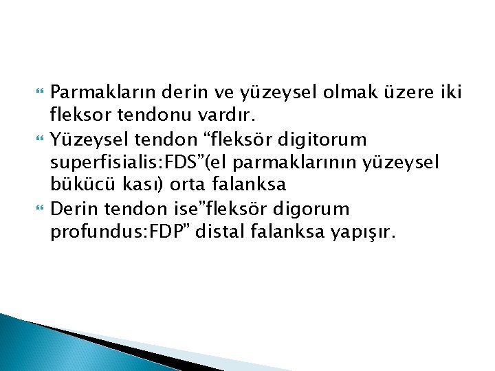  Parmakların derin ve yüzeysel olmak üzere iki fleksor tendonu vardır. Yüzeysel tendon “fleksör