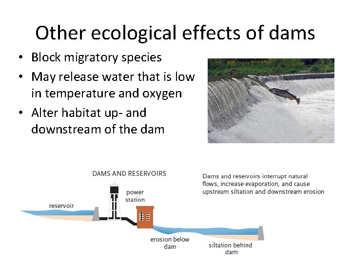 Other ecological effects of dams • Block migratory species • May release water that