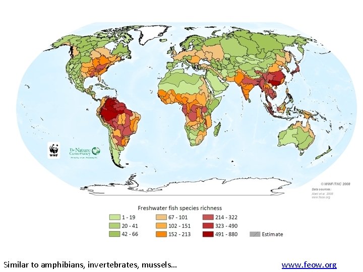 Similar to amphibians, invertebrates, mussels… www. feow. org 