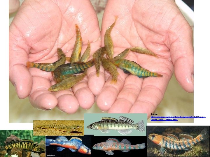 Source: http: //jrscience. wcp. muohio. edu/western/fishid/Orangethroat__amp__Rainbo. html 