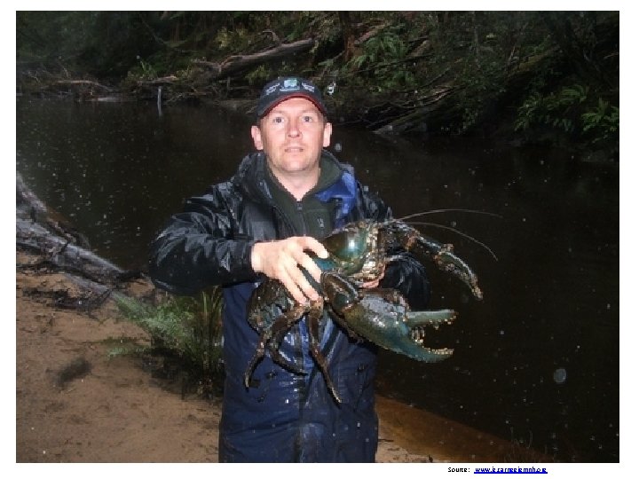 Source: www. iz. carnegiemnh. org 