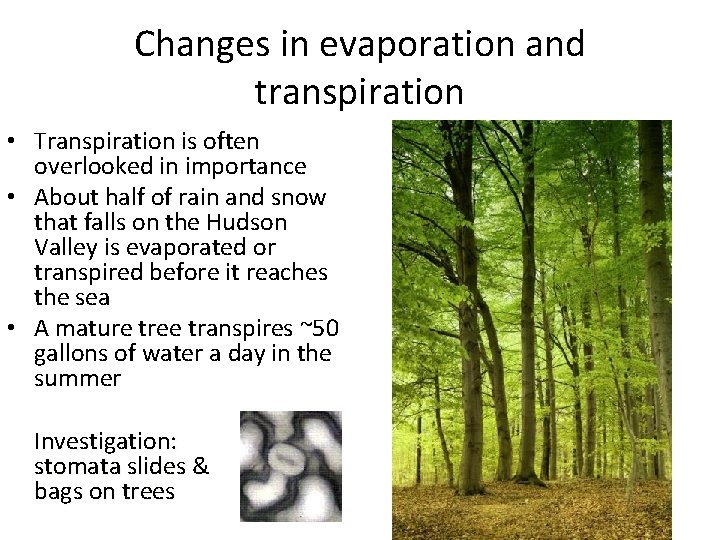 Changes in evaporation and transpiration • Transpiration is often overlooked in importance • About