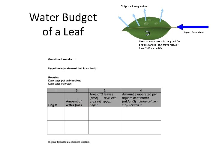 Output - transpiration Water Budget of a Leaf Input from stem Use - water