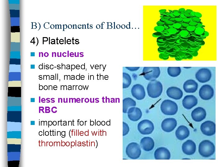 B) Components of Blood… 4) Platelets no nucleus n disc-shaped, very small, made in