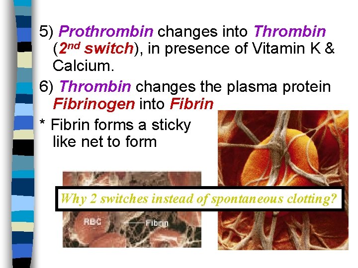 5) Prothrombin changes into Thrombin (2 nd switch), in presence of Vitamin K &