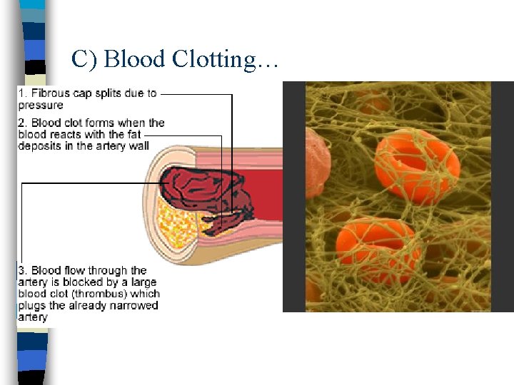 C) Blood Clotting… 