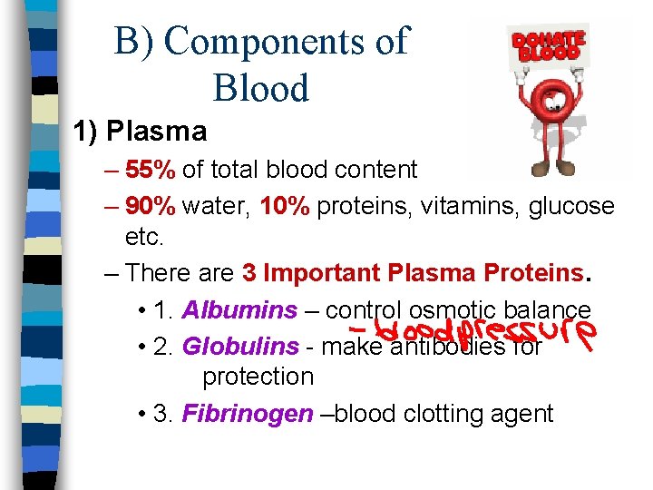 B) Components of Blood 1) Plasma – 55% of total blood content – 90%