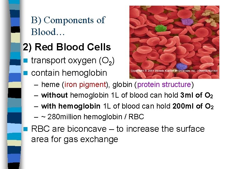B) Components of Blood… 2) Red Blood Cells transport oxygen (O 2) n contain