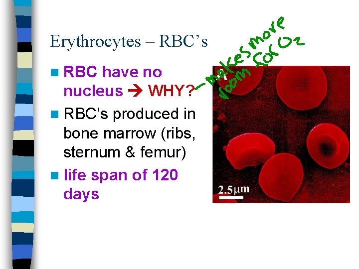 Erythrocytes – RBC’s n RBC have no nucleus WHY? n RBC’s produced in bone