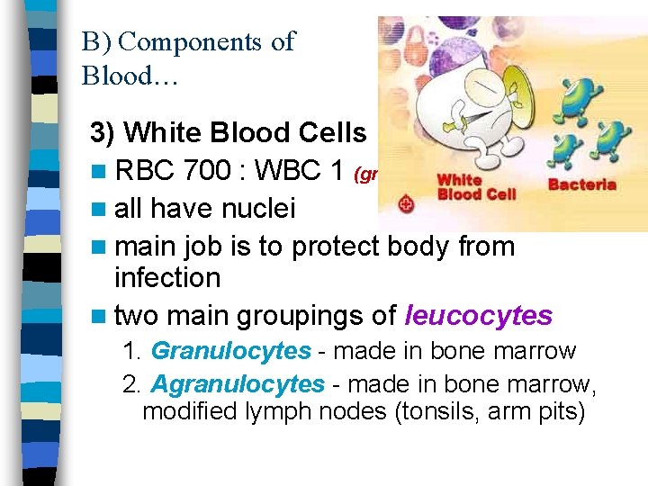 B) Components of Blood… 3) White Blood Cells n RBC 700 : WBC 1
