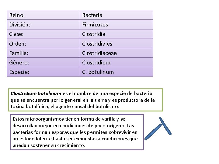 Reino: Bacteria División: Firmicutes Clase: Clostridia Orden: Clostridiales Familia: Clostridiaceae Género: Clostridium Especie: C.