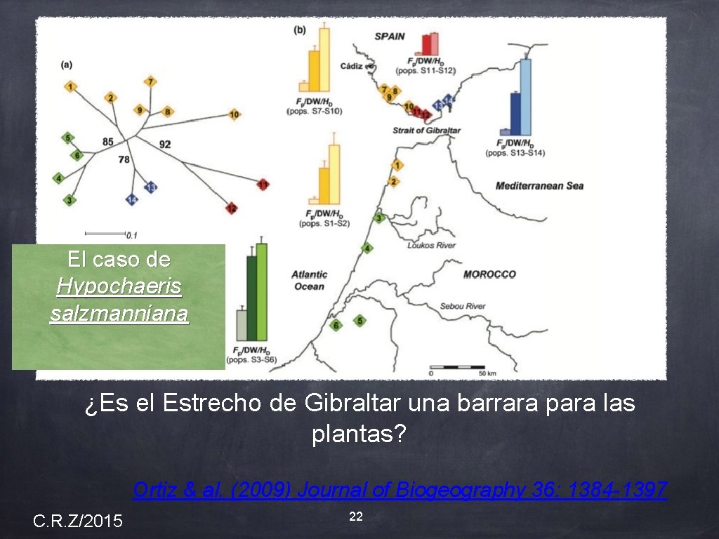 El caso de Hypochaeris salzmanniana ¿Es el Estrecho de Gibraltar una barrara para las