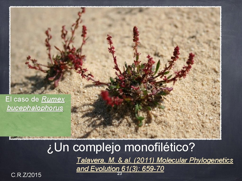 El caso de Rumex bucephalophorus ¿Un complejo monofilético? C. R. Z/2015 Talavera, M. &