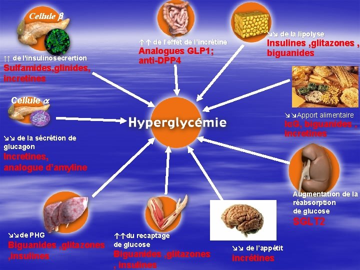 Cellule b ↑↑ de l’effet de l’incrétine ↑↑ de l'insulinosecrertion Sulfamides, glinides, incretines Analogues