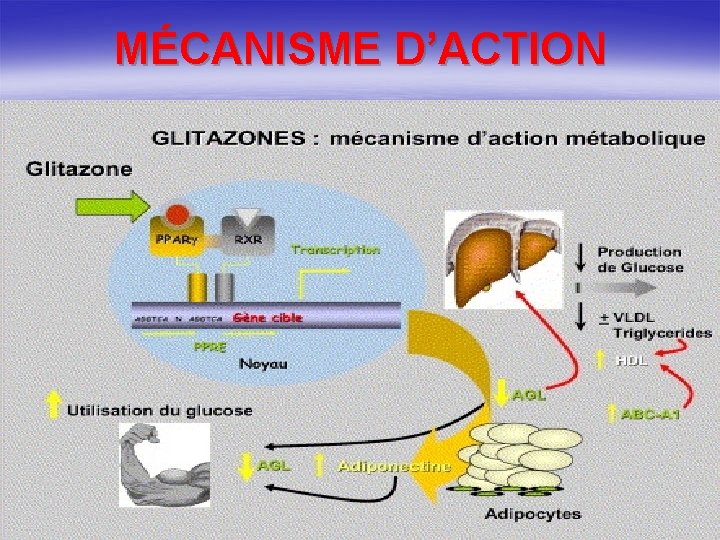 MÉCANISME D’ACTION 