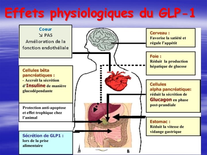 Effets physiologiques du GLP-1 Coeur ↘ PAS Amélioration de la fonction endothéliale 