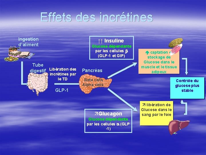 Effets des incrétines Ingestion d’aliment ↑↑ Insuline Glucose dépendante par les cellules β (GLP-1