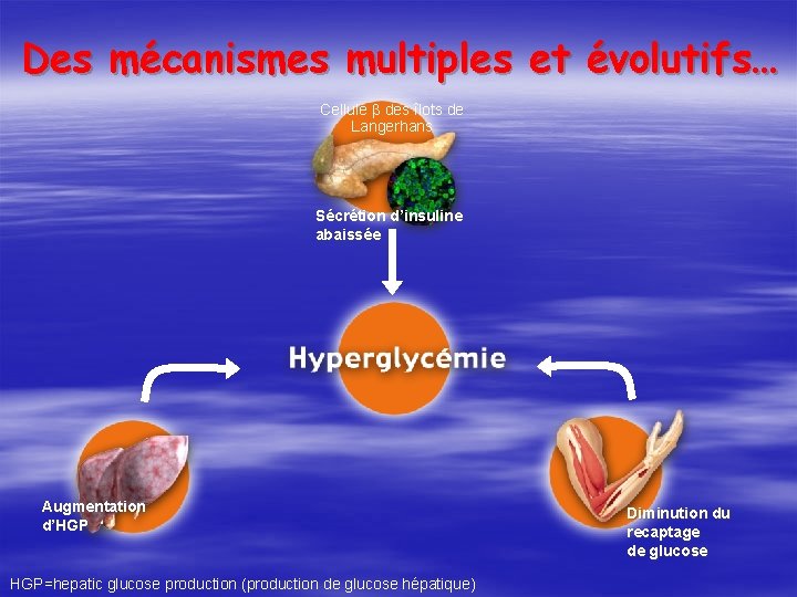 Des mécanismes multiples et évolutifs… Cellule des îlots de Langerhans Sécrétion d’insuline abaissée Augmentation