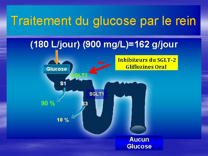 Traitement du glucose par le rein (180 L/jour) (900 mg/L)=162 g/jour Glucose SGLT 2