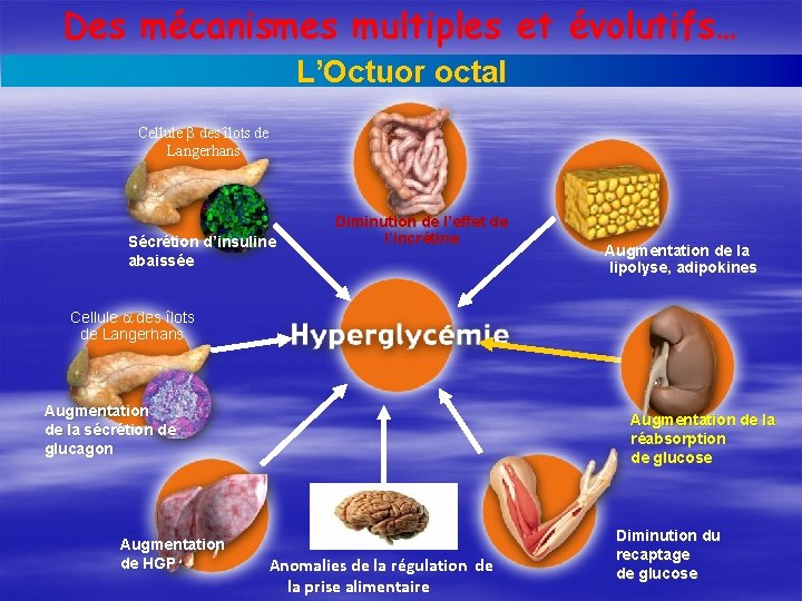 Des mécanismes multiples et évolutifs… L’Octuor octal Cellule des îlots de Langerhans Sécrétion d’insuline