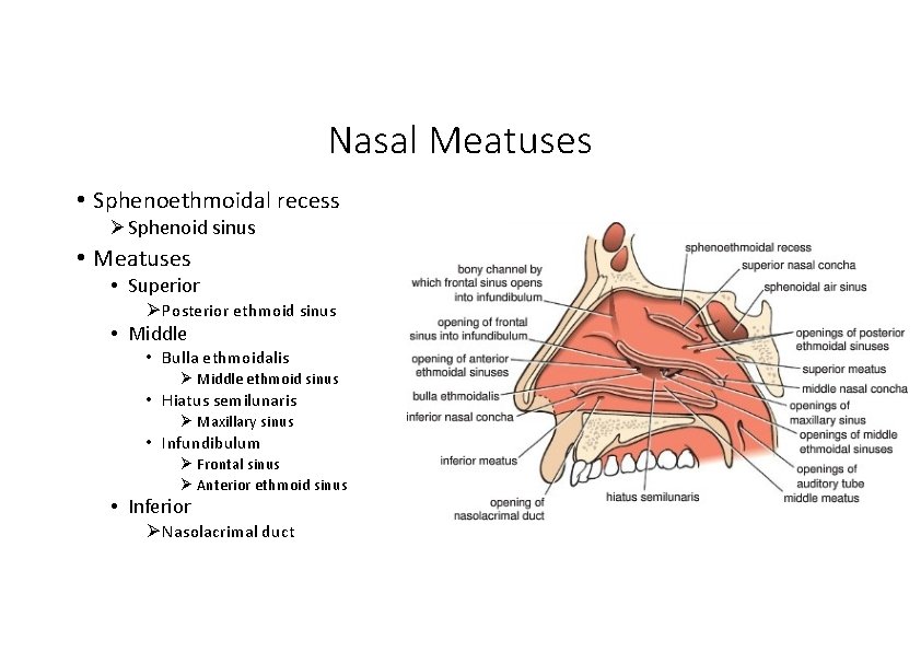 Nasal Meatuses • Sphenoethmoidal recess Sphenoid sinus • Meatuses • Superior Posterior ethmoid sinus