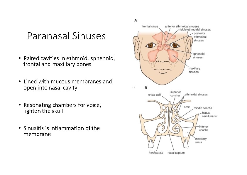 Paranasal Sinuses • Paired cavities in ethmoid, sphenoid, frontal and maxillary bones • Lined