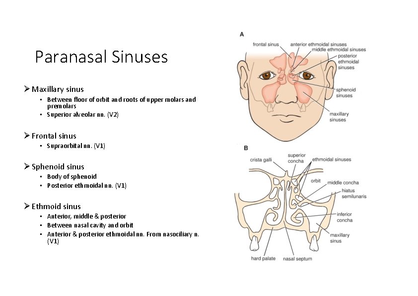 Paranasal Sinuses Maxillary sinus • Between floor of orbit and roots of upper molars