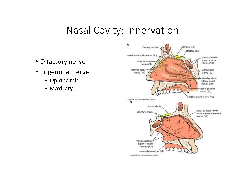 Nasal Cavity: Innervation • Olfactory nerve • Trigeminal nerve • Ophthalmic… • Maxillary …
