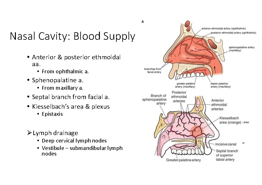 Nasal Cavity: Blood Supply • Anterior & posterior ethmoidal aa. • From ophthalmic a.