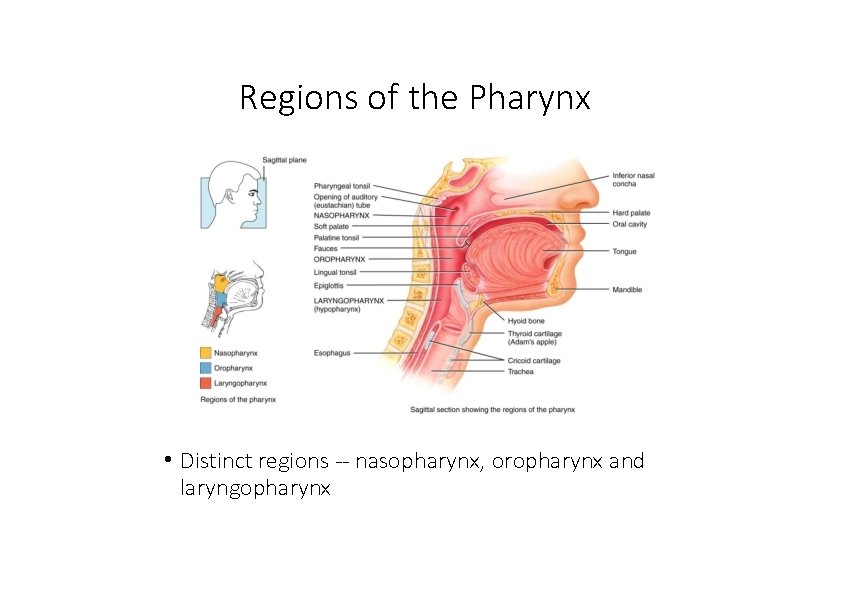 Regions of the Pharynx • Distinct regions ‐‐ nasopharynx, oropharynx and laryngopharynx 